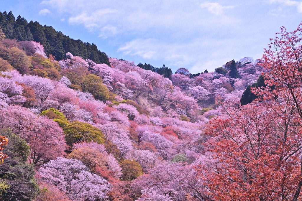 Cherry blossoms covering Mount Yoshino slopes