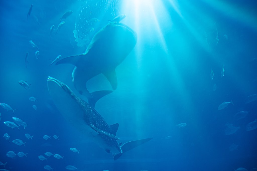 Whale shark at Osaka Aquarium Kaiyukan