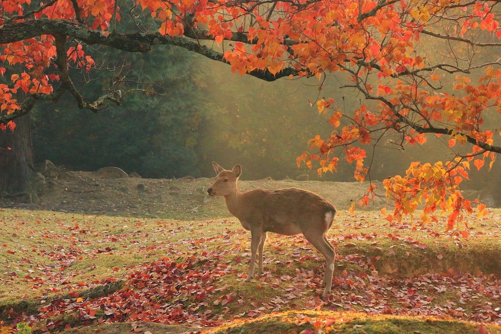 Deer roaming freely at Nara Park near Kyoto