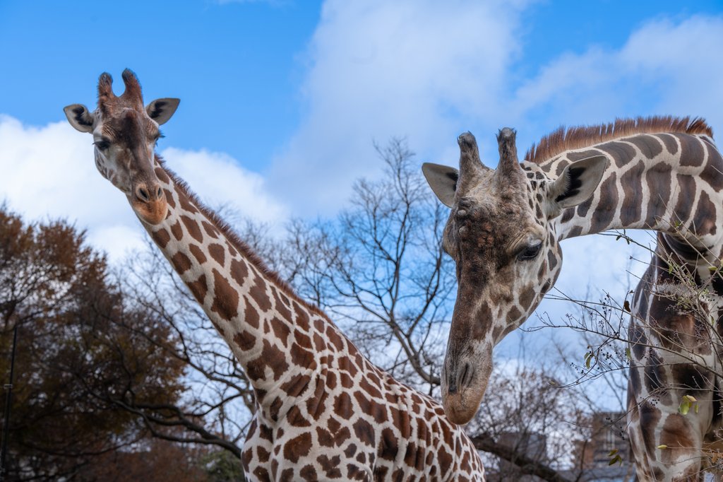 Giraffe at Tennoji Zoo near Shinsekai