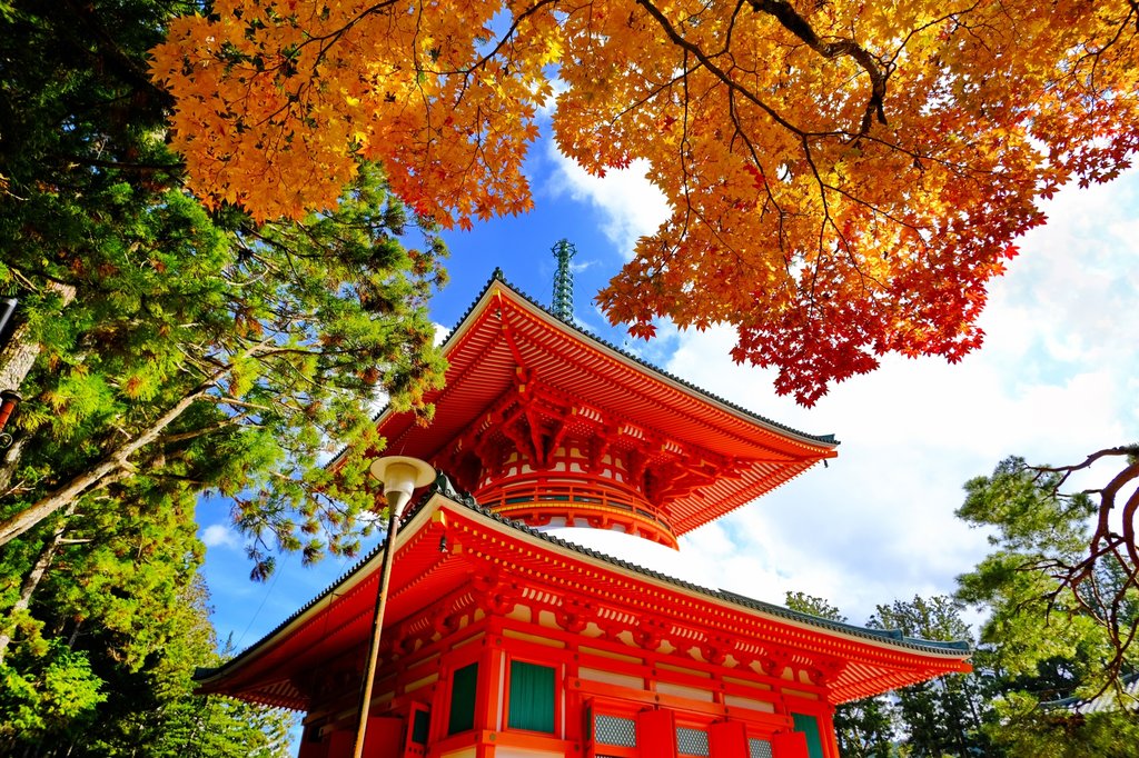 Mount Koya temple path with cedar trees as day trip from Osaka