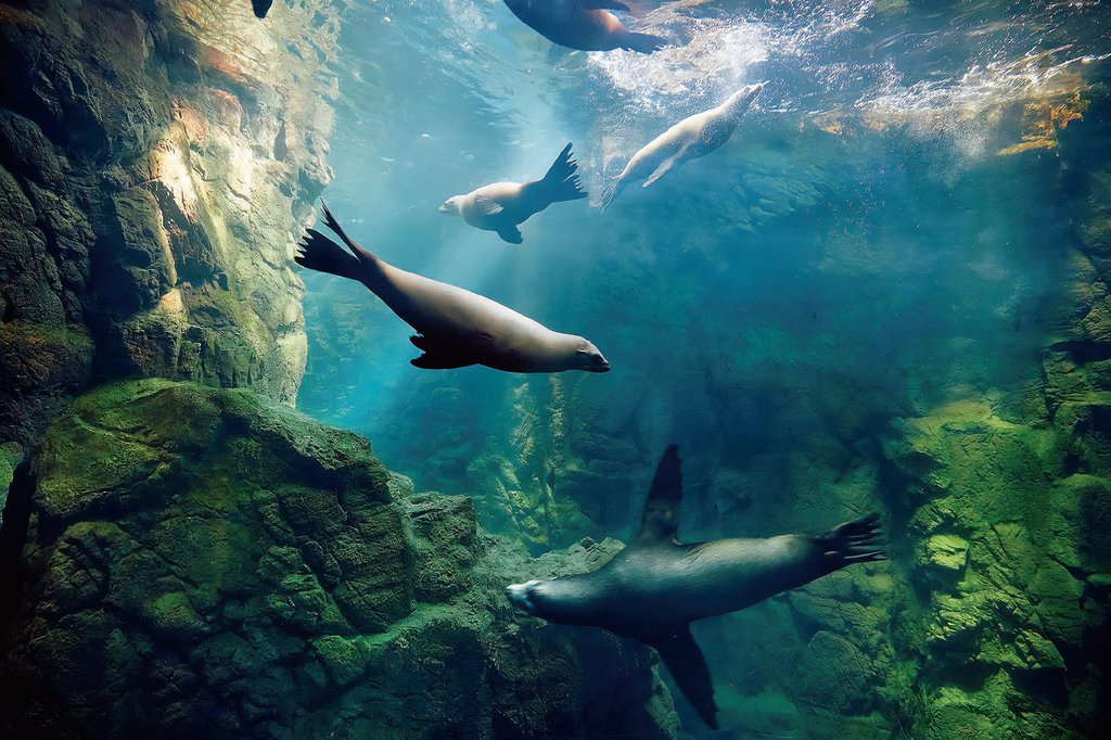 Marine life exhibit at Osaka Aquarium Kaiyukan
