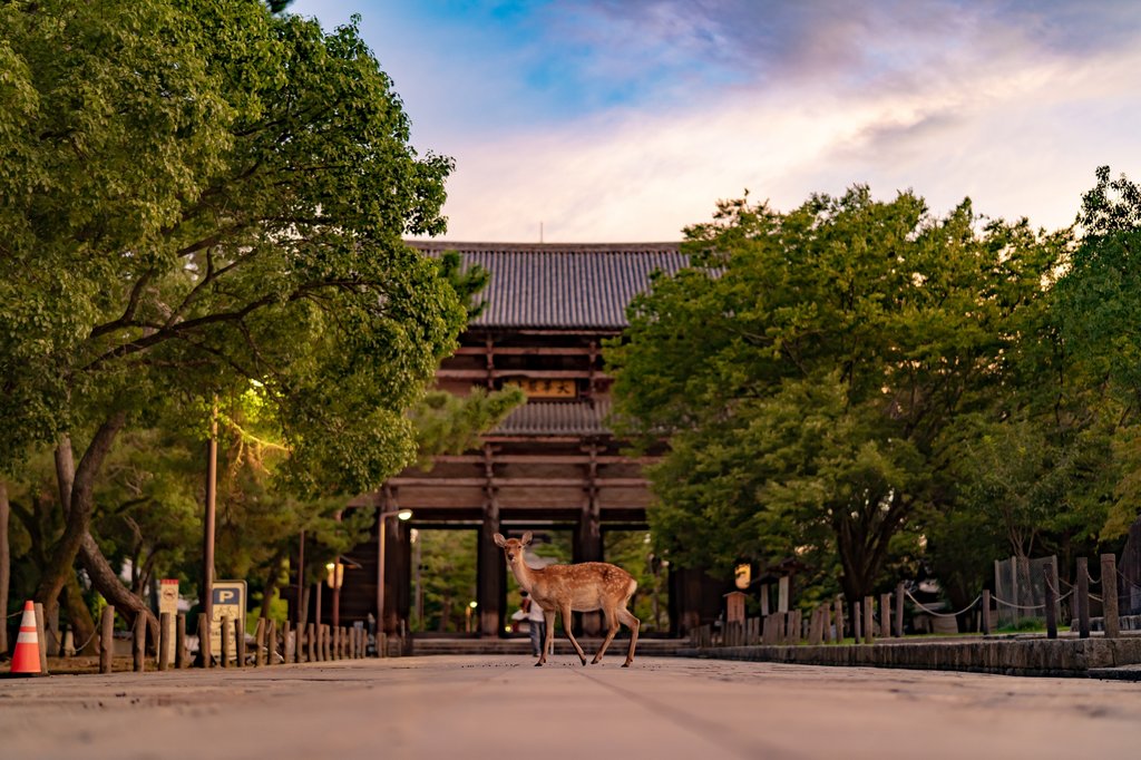 Nara Park deer and historic temples