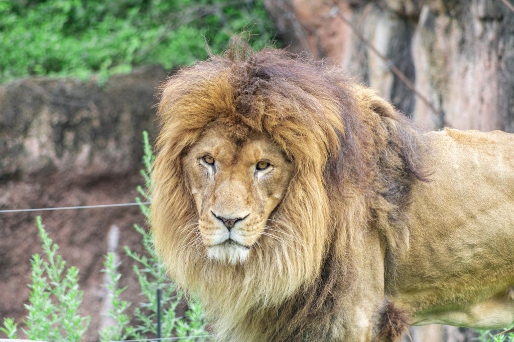 Animals at Tennoji Zoo in Osaka with kids